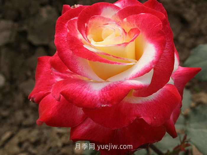 盤點(diǎn)11個(gè)強(qiáng)香的月季品種，個(gè)個(gè)打滿分(圖1)