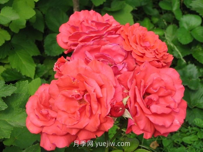 盤點(diǎn)11個(gè)強(qiáng)香的月季品種，個(gè)個(gè)打滿分(圖2)