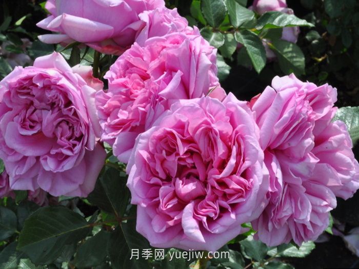 盤點(diǎn)11個(gè)強(qiáng)香的月季品種，個(gè)個(gè)打滿分(圖5)