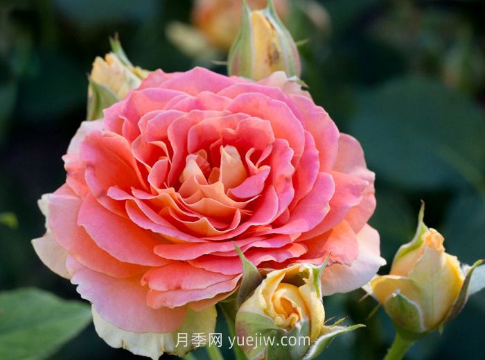 永遠(yuǎn)的艾帕索月季和銅管樂(lè)隊(duì)月季哪個(gè)更好？(圖2)