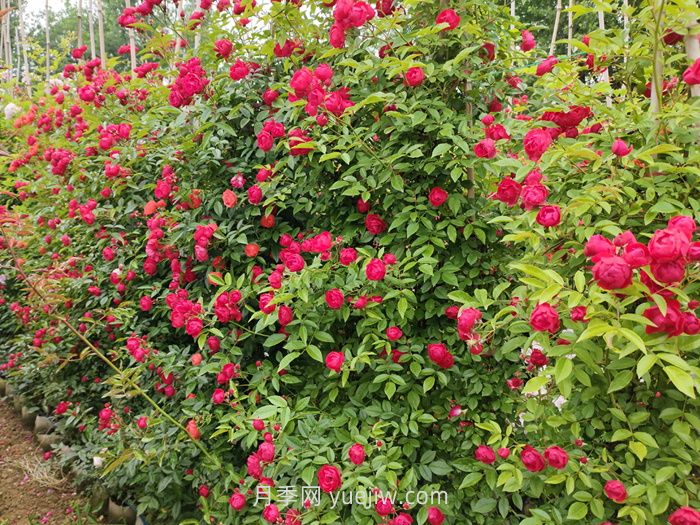 紅木香月季盆栽還是地栽好？(圖1)