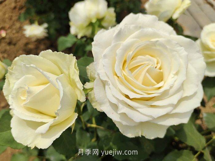 什么是切花月季？切花有哪些品種?(圖3)