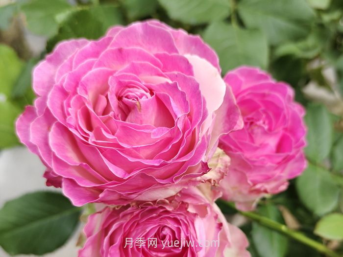 什么是切花月季？切花有哪些品種?(圖2)