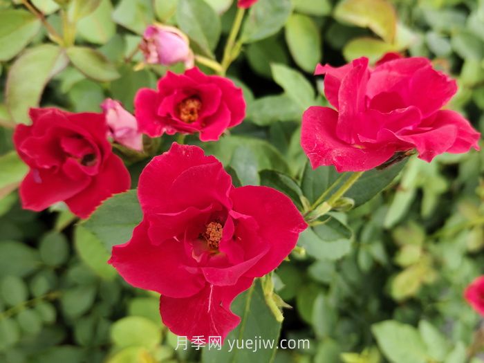 薔薇花是春天開花還是夏天開花？(圖1)