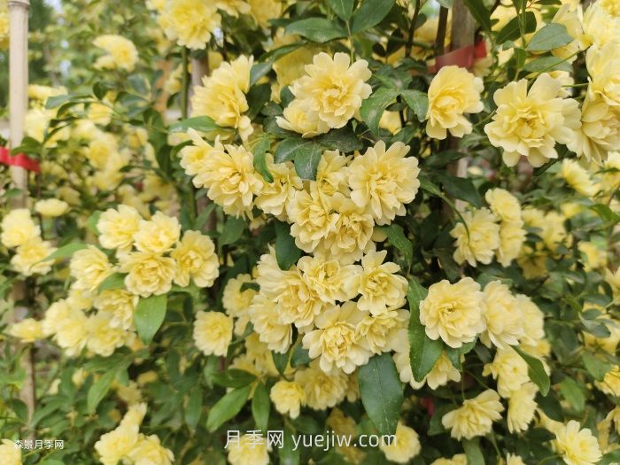 黃木香多久可以開花？黃木香怎樣才能多開花呢？(圖2)