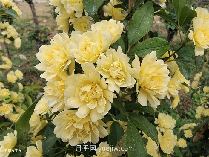 黃木香多久可以開花？黃木香怎樣才能多開花呢？(圖1)
