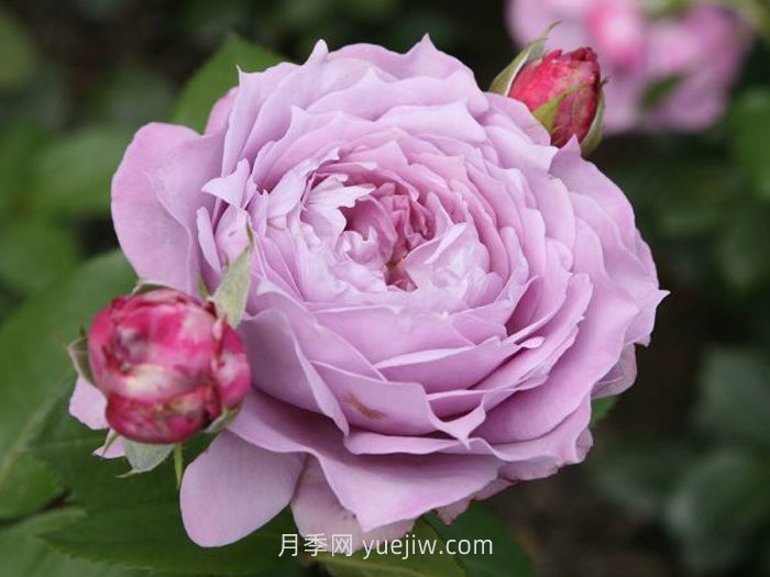 紫色月季花有哪些品種？(圖4)