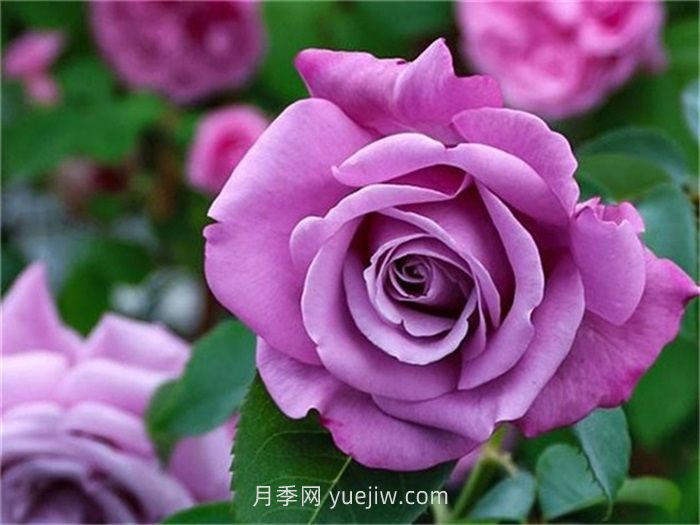 紫色月季花有哪些品種？(圖5)