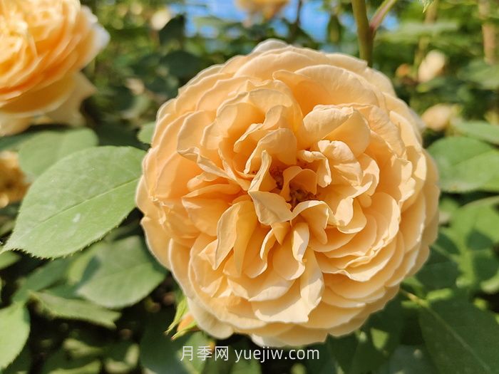 橙色月季哪個(gè)品種花大？(圖1)
