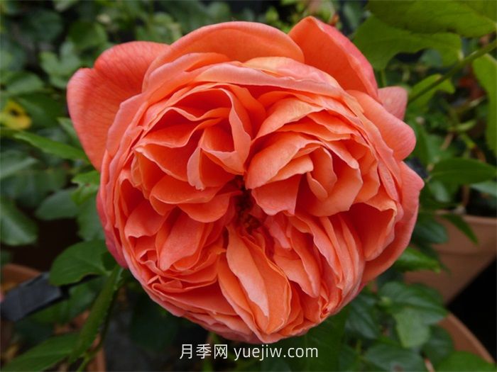 橙色月季哪個(gè)品種花大？(圖2)