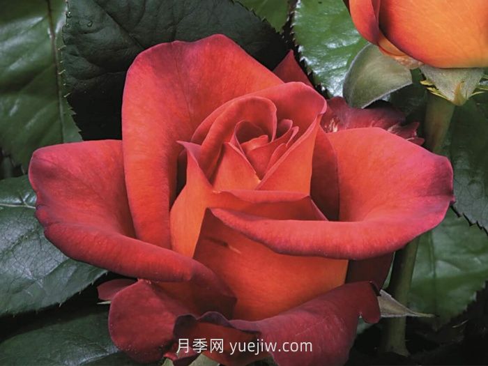 橙色月季哪個(gè)品種花大？(圖3)