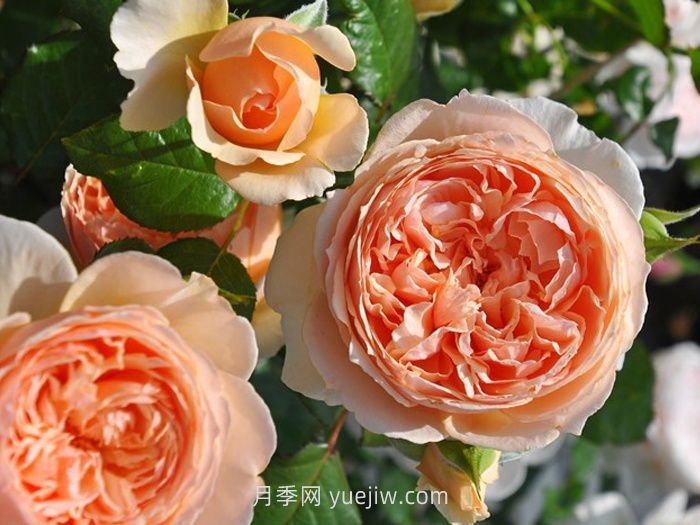 適合安徽種植的四季月季品種有哪些？(圖2)