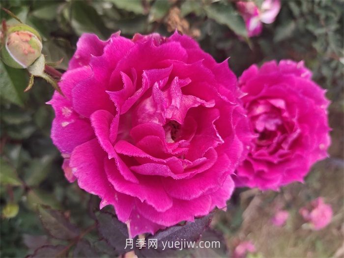 適合安徽種植的四季月季品種有哪些？(圖3)