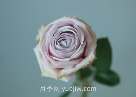 云裳月季介紹和優(yōu)缺點(diǎn)(圖1)