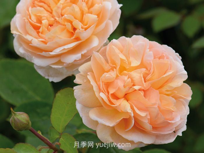 園丁夫人月季介紹和優(yōu)缺點(diǎn)(圖1)