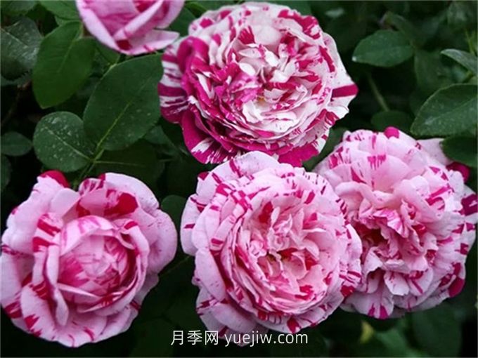 抓破美人臉月季介紹和優(yōu)缺點(圖1)