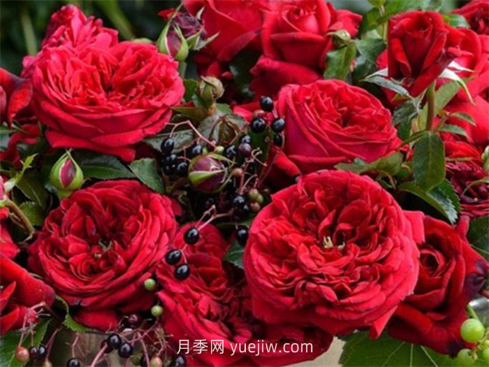 玫瑰國(guó)度的天使月季介紹和優(yōu)缺點(diǎn)(圖1)