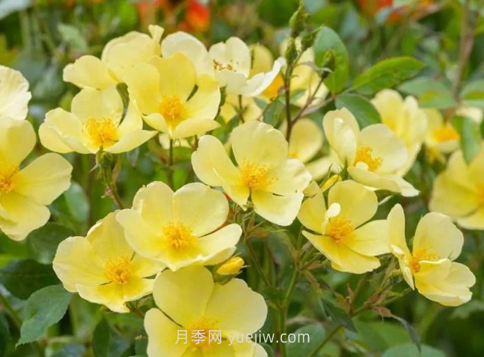 姍姍而來月季介紹和優(yōu)缺點(圖1)