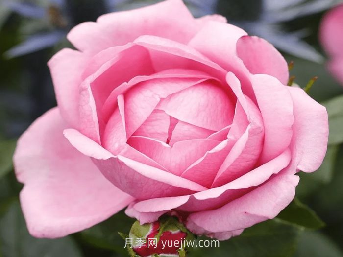 德西里渴望月季介紹和優(yōu)缺點(圖1)