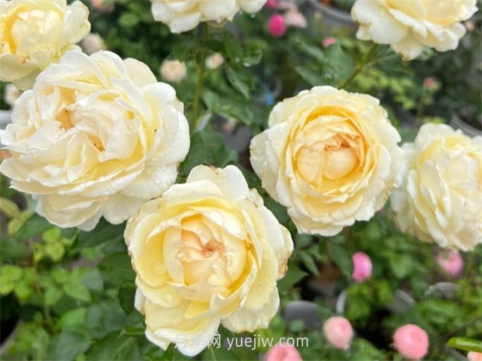 象牙伊芙伯爵月季介紹和優(yōu)缺點(圖1)