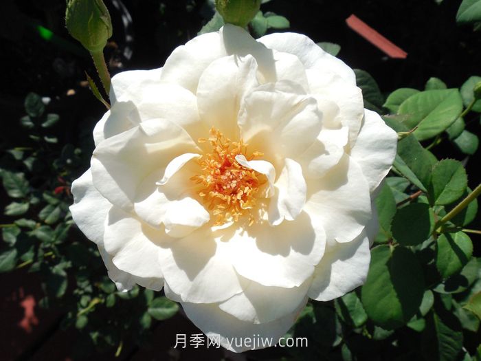 象牙時(shí)尚月季介紹和優(yōu)缺點(diǎn)(圖1)