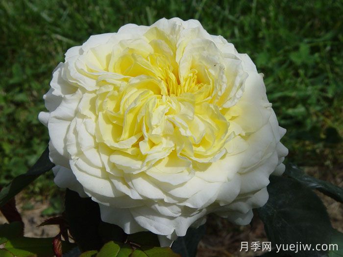 快拳月季介紹和優(yōu)缺點(diǎn)(圖1)