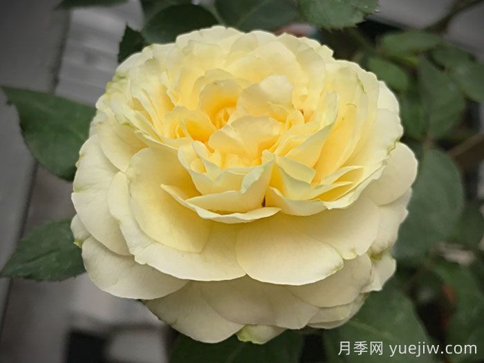 快拳月季(圖2)