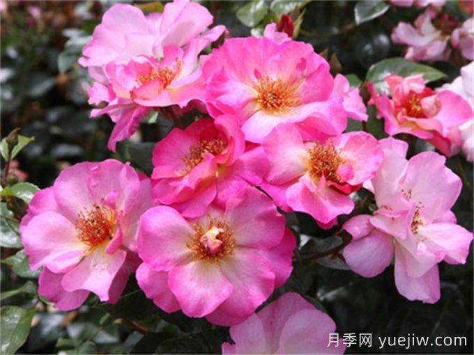 碧璽電氣石月季介紹和優(yōu)缺點(diǎn)(圖1)