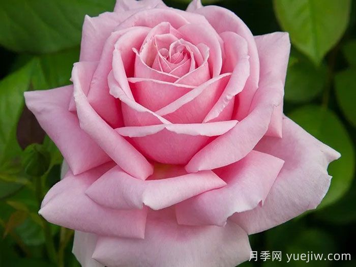 費德里克米斯塔爾月季介紹和優(yōu)缺點(圖1)