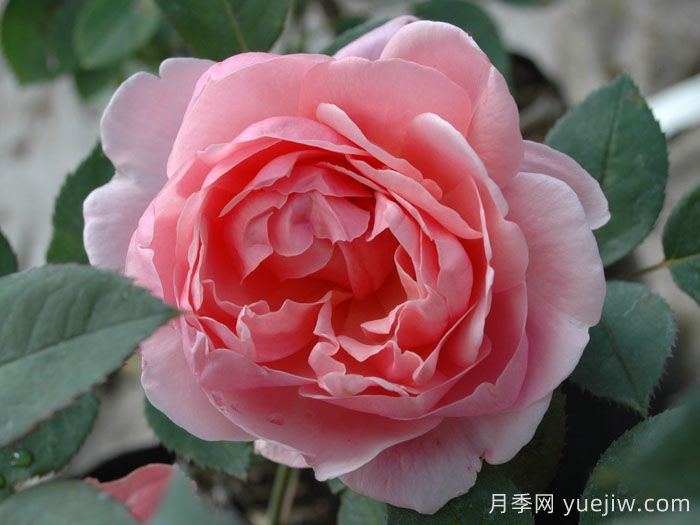 卡德法爾兄弟月季/凱蒂兄弟/卡德法爾修士(圖2)