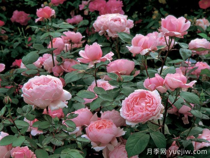 卡德法爾兄弟月季/凱蒂兄弟/卡德法爾修士(圖3)
