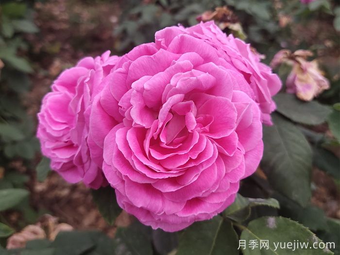 藍月亮月季介紹和優(yōu)缺點(圖1)