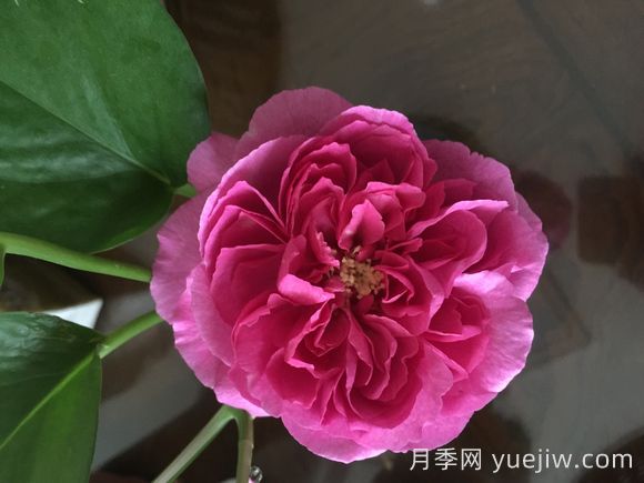 伊芙小資情調(diào)月季介紹和優(yōu)缺點(圖1)