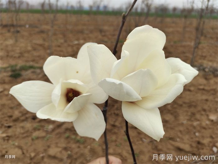 常見的鄉(xiāng)土植物匯總(圖3)