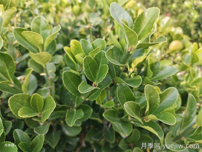 常見的鄉(xiāng)土植物匯總(圖4)