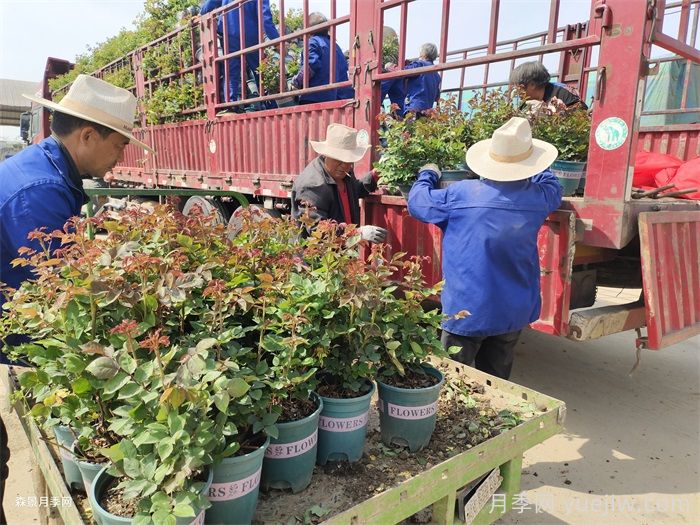 如何在夏季提升月季苗栽植成活率？(圖3)