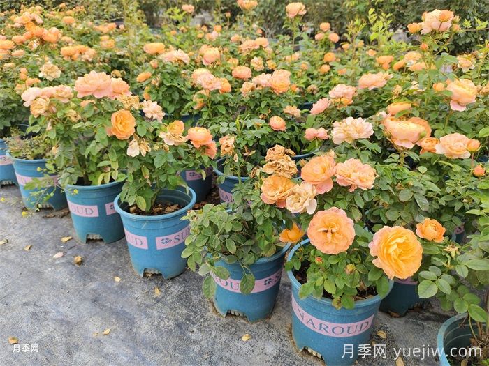 月季花常規(guī)生產管理及繁育技術(圖3)