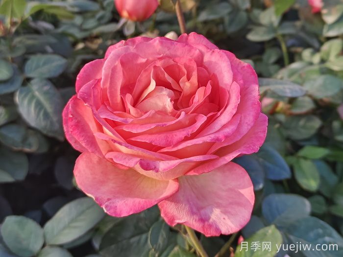 南陽(yáng)月季教你區(qū)別月季花和玫瑰花(圖1)