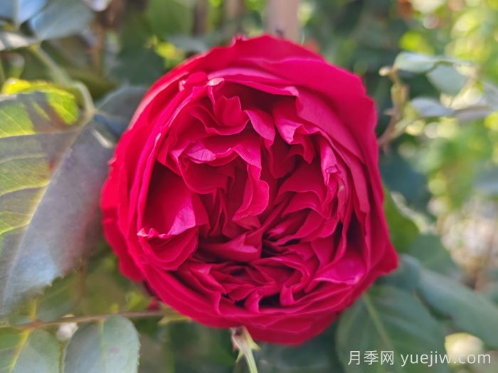 愛(ài)種藤本月季的福建朋友來(lái)看，必養(yǎng)的二個(gè)品種(圖1)