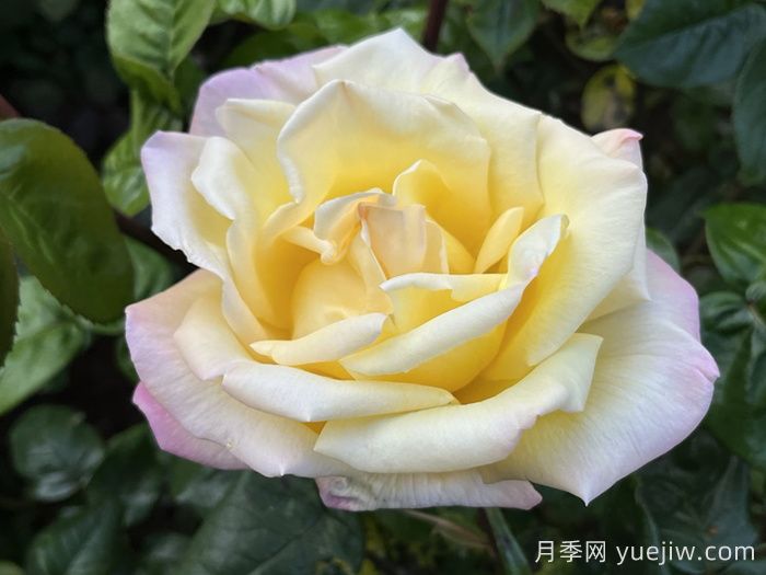 五種大花月季品種，花香濃郁，花朵巴掌大(圖2)