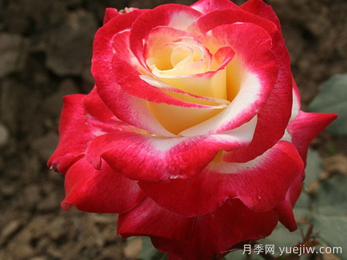 五種大花月季品種，花香濃郁，花朵巴掌大(圖3)
