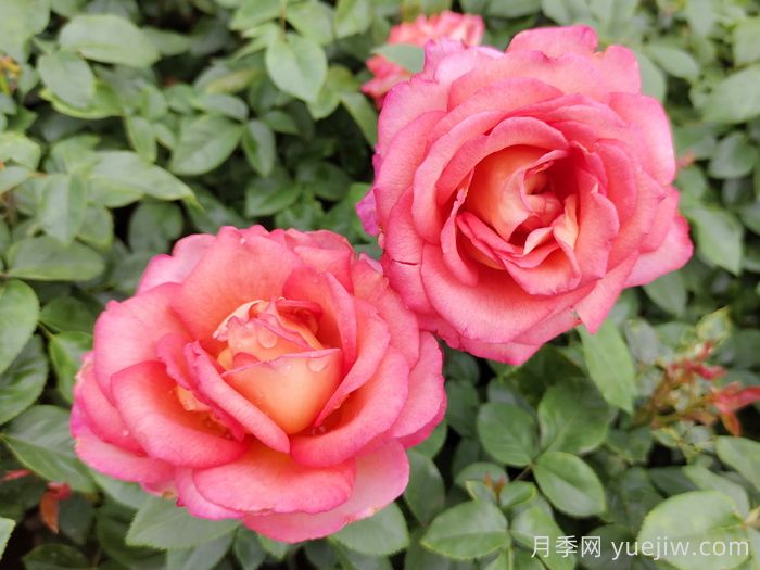 五種大花月季品種，花香濃郁，花朵巴掌大(圖4)
