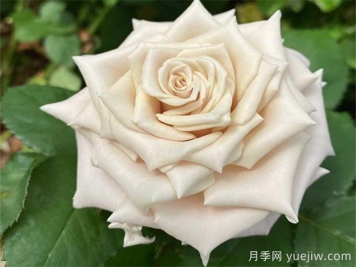 條件有限，適合陽臺的12款月季(圖4)