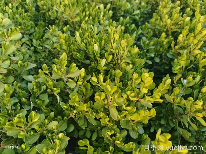 匯總200種常用綠化苗木習(xí)性，必須收藏(圖5)