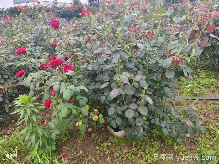 ?夏天月季黑桿怎么救？(圖1)
