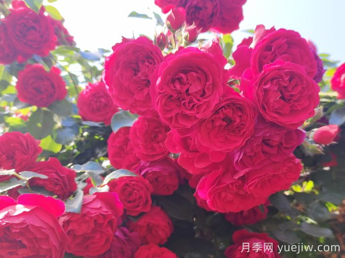 推薦10款經(jīng)典的藤本月季排行榜，你喜歡哪個？(圖1)