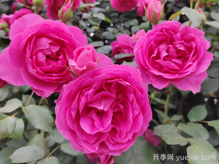 推薦10款經(jīng)典的藤本月季排行榜，你喜歡哪個？(圖3)