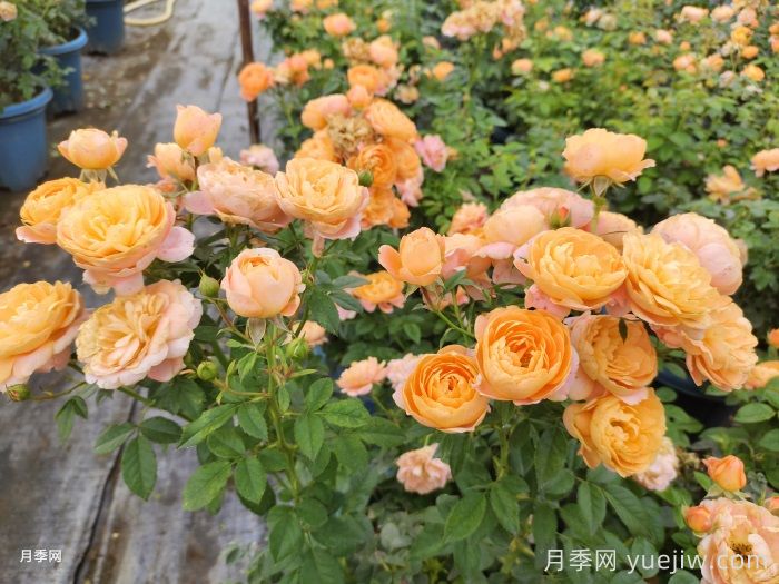 如果只能養(yǎng)一盆月季，我只要果汁陽(yáng)臺(tái)(圖2)