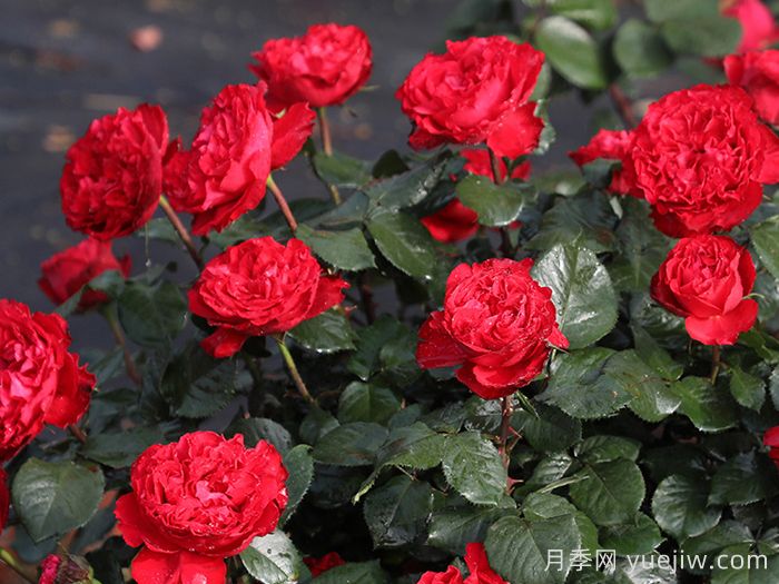 茶花女月季枝條刺很多嗎？(圖1)