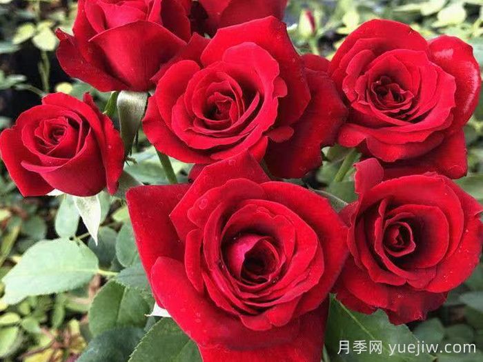 鮮切玫瑰品種有多少？花藝常用65種玫瑰品種介紹(圖1)